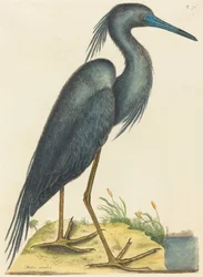 The Blue Heron Ardea coerulea, publicerad 1731-1743.