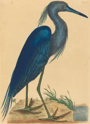 The Blue Heron Ardea coerulea, publicerad 1731-1743.
