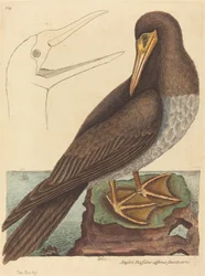 Sulan Pelecanus Sula, publicerad 1731-1743.