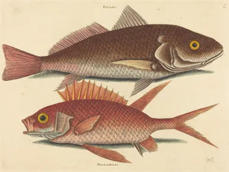 Krokaren Perca undulata, publicerad 1731-1743.