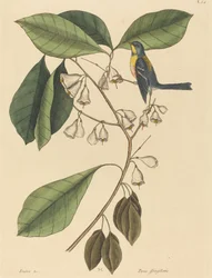 Finkrankan Parus americanus, publicerad 1731-1743.