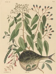 The Globe Fish Tetrodon lagocephalus, publicerad 1731-1743.