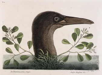 Storskuttan (An Thymelaea foliis obtusis, Anseri Bassano  c.)