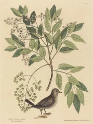 The Ground Dove (Columba passerina)