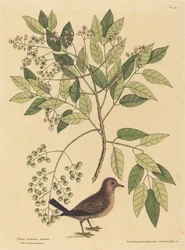 Sparvduvan Columba passerina, publicerad 1731-1743.