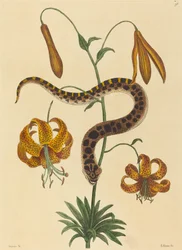 Hog-nose Snake (Boa contortrix)
