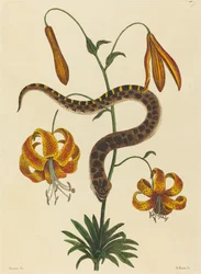 Hog-nose Snake (Boa contortrix)