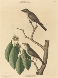 Den lilla bruna flugsnapparen, publicerad 1731-1743.