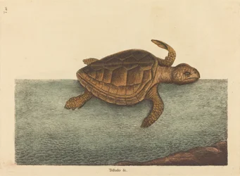 Logger-head Turtle (Testudo Cavanna)