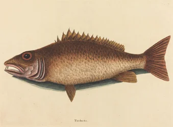 Mangrove Snapper Labrus Griseus, publicerad