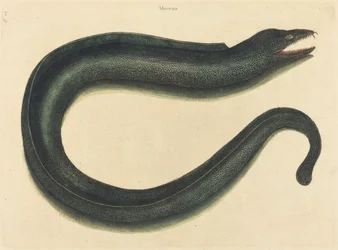 The Murray (Muraina Helena)