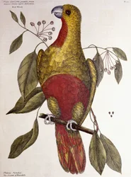 Paradisets papegoja, 1771