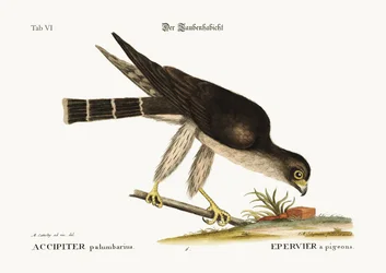 Pigeon Hawk, 1749-73