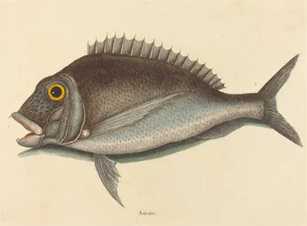 Porgy Sparus chrysops, publicerad 1754.