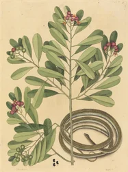 The Ribbon Snake Coluber saurita, publicerad 1731-1743.