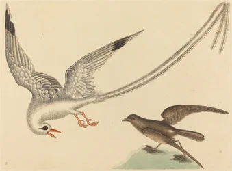 Risfågeln Emberiza oryzivora, publicerad 1731-1743.