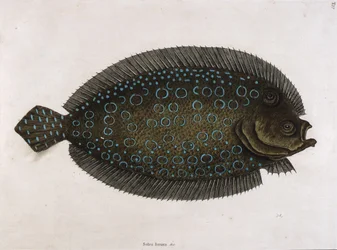 Sjösulan (Solea lunata  c)