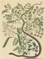 The Spotted Ribbon Snake Coluber nebulosus, publicerad 1731-1743.
