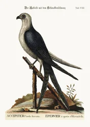 Svalstjärtsgladan, 1749-73