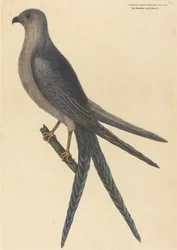 Höken med svalstjärt (Falco furcatus)