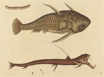 Viper-mouth Silurus cataphractus, publicerad 1731-1743.