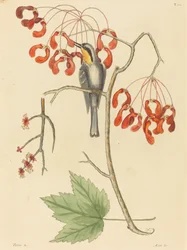 The Yellow Throated Creeper, publicerad 1754.