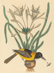 Den gula och svarta skatan (Oriolus Icterus)