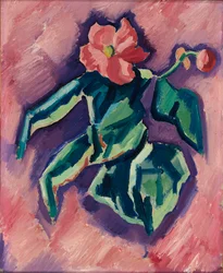 Rosa Begonia, 1928-1929.