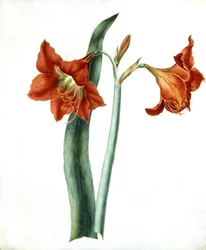 Amaryllis, ca 1790