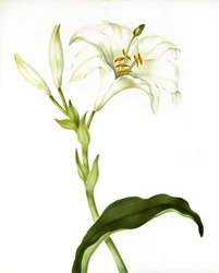 Lily, ca 1790