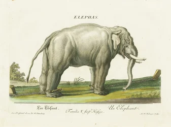Asiatisk elefant i kedjor