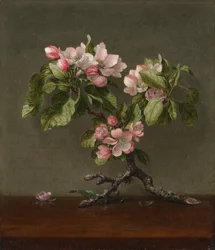 Äppelblom, 1873