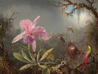 Cattleya orkidé och tre kolibrier