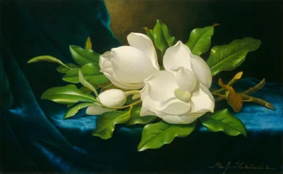 Jättemagnolior på en blå sammetsduk, ca. 1890.