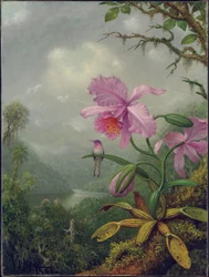 Kolibri uppflugen på en orkidéväxt, 1901