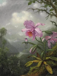 Kolibri som sitter på orkidéplantan