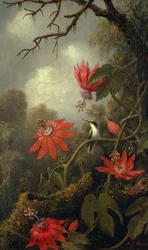 Kolibri och passionsblommor, ca 1875–85