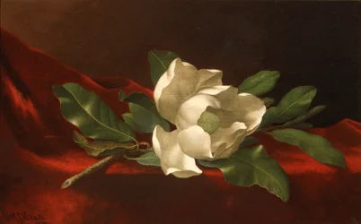 Magnolia, ca 1885-95 (olja på duk)