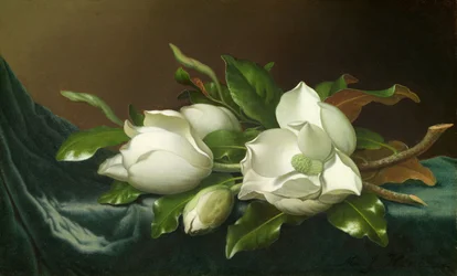 Magnolior på ljusblå sammetsduk