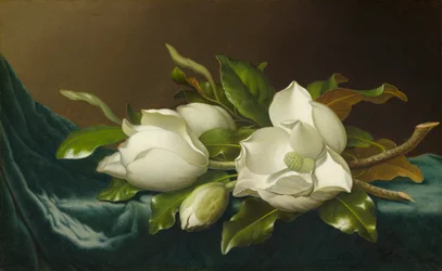 Magnolior på ljusblå sammetsduk