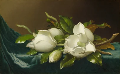 Magnolior på ljusblå sammetsduk, 188595.