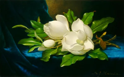 Magnolior på en blå sammetsduk