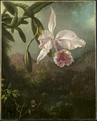 Orkidé blommar