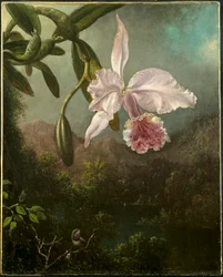 Orkidéblomning, 1873.