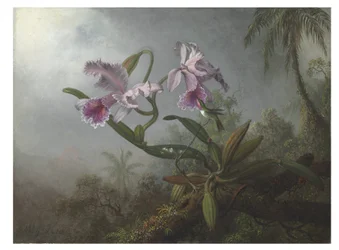 Rosa orkidéer och kolibri på en kvist, 1875