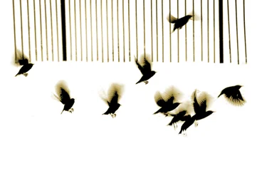 Starlings, 2003 (fotogravyr)