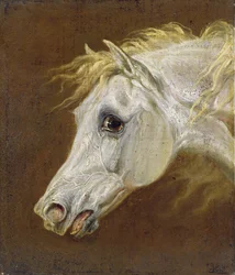 Hoved af en grå arabisk hest (olie på lærred på panel) sved