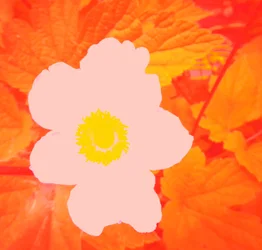 Blume (hyllning till Andy Warhol)