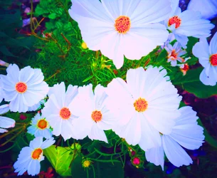 Blommor