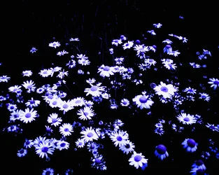 Blommor på kanten av fältet